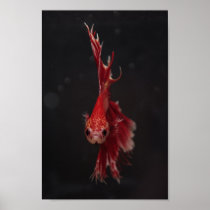 Dax Poster