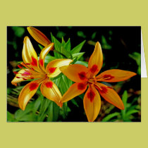 day lilies cards