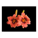 Day Lilies on black ~ print by Andy2302 Day Lilies on black ~ print