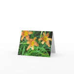 Day Lillies