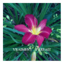 Day Lilly Poster posters