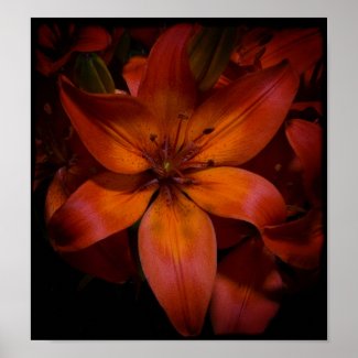 Day Lilly Poster print