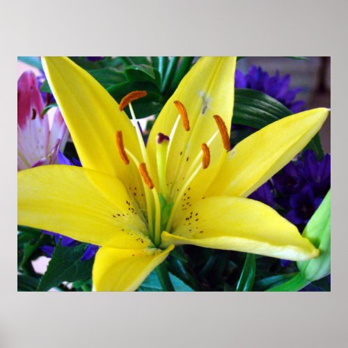 Day Lilly zazzle_print