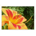 Day Lily 112 ~ card
