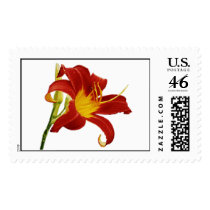Day Lily Bloom postage