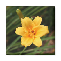 Day Lily Magnet magnets