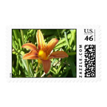 Day Lily Stamp