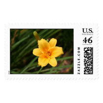 Day Lily Postage Stamp stamps