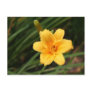 Day Lily Postcard