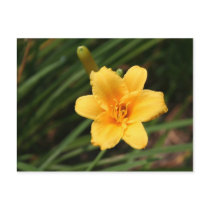 Day Lily Postcard