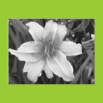 Day Lily Postcard postcards