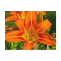 Day Lily Post Card