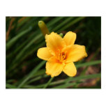 Day Lily Postcard