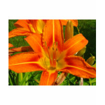 Day Lily