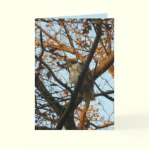 Day of the Hawk cards by MoiraAshleigh Day of the Hawk cards