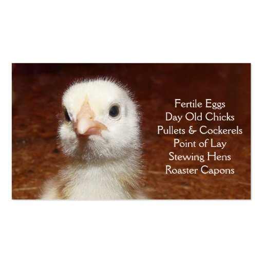 Day Old Chick - Layers or Broilers Farm Business Card Templates (front side)