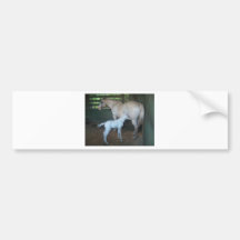 Day Old colt nursing Bumper Sticker
