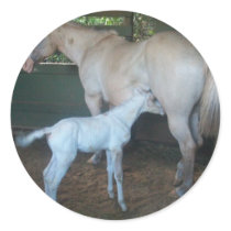 Day Old colt nursing Round Sticker