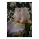 Daybreak iris card