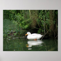Daydreaming Duck Print