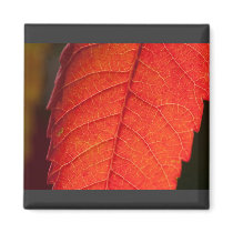 daydreams linger magnets by blacqbook daydreams linger magnets