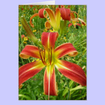 Daylilies cards