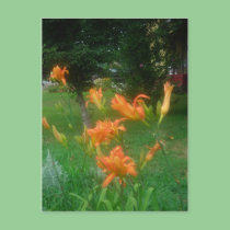 daylilies of summer postcards