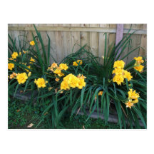 Daylilies Post Cards