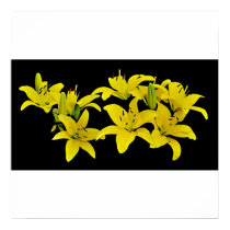 Daylilies Poster/Print