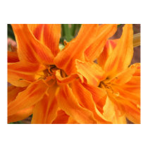 Daylillies2- Print by sirenscastle Daylillies2- Print
