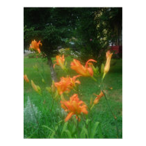 Daylillies, Orange posters by minx267 Daylillies, Orange posters