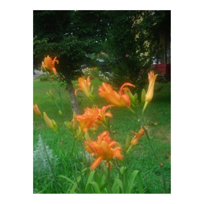 Daylillies, Orange Print by minx267