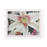 Daylillies Daylillies