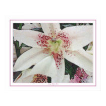 Daylillies posters by SherryHHunt Daylillies posters
