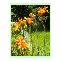 DayLillies posters by minx267 DayLillies posters
