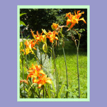 DayLillies posters