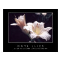 Daylillies Poster w/ Borders posters by JFFLETCHER Daylillies Poster w/ Borders posters