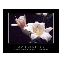 Daylillies Poster w/ Borders posters by JFFLETCHER Daylillies Poster w/ Borders posters