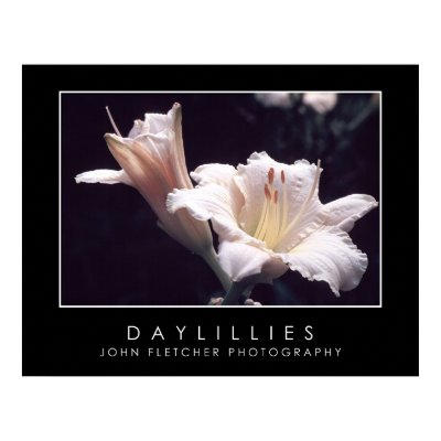 Daylillies Poster w/ Borders by JFFLETCHER