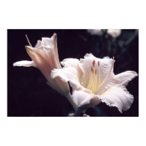 Daylillies Print w/o Borders by JFFLETCHER Daylillies Print w/o Borders