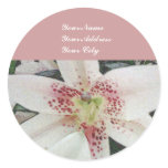 Daylillies Daylillies