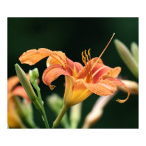 Daylilly In Bloom posters by Paddydee56 Daylilly In Bloom posters