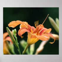 Daylilly In Bloom posters