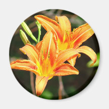 Daylilly Magnet