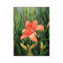 Daylilly posters