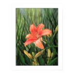 Daylilly Daylilly