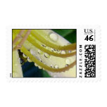 Daylily and Raindrops Stamp