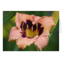 Daylily 'Bedouin Bride' Greeting Card