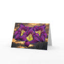 Daylily 'Bela Lugosi' cards