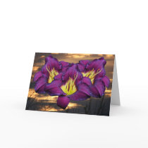 Daylily 'Bela Lugosi' cards by Fairyscape Daylily 'Bela Lugosi' cards